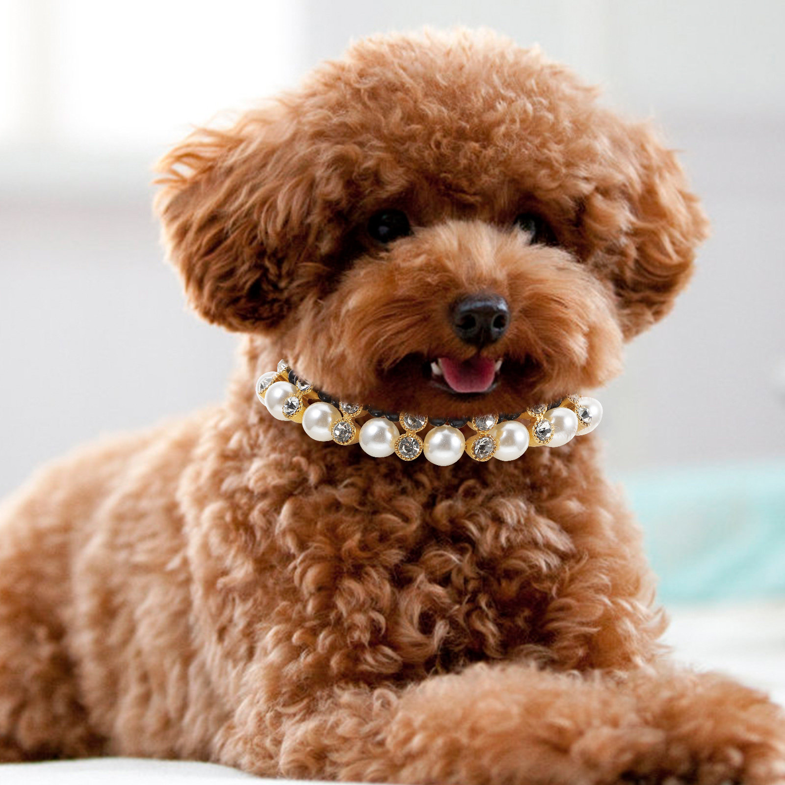 Premium Lightweight Dog Collar - Photography Competition บทวิจารณ์และราคา